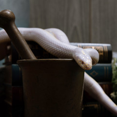 White American royal snake on an alchemical bronze mortar on the background of witchcraft accessories,instruments and ingredients.Symbol of alchemy and medicine Halloween
