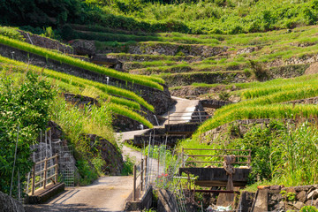 谷水の棚田　長崎県南島原市