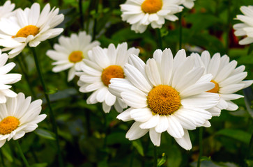 Obraz premium Snow-white inflorescence of varietal large chamomile on a high stem in the garden