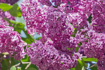 bush with purple lilac closeup