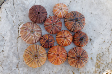 colorful sea urchins collection on wet white marble, top view closeup