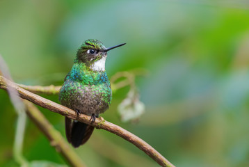 Tourmaline Sunangel - Heliangelus exortis, beautiful shining hummingbird from Andean slopes of South America, Guango Lodge, Ecuador.