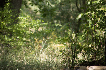 Leaves twigs green and yellow color beautiful background. Summer forest. Nature of Azerbaijan close up.