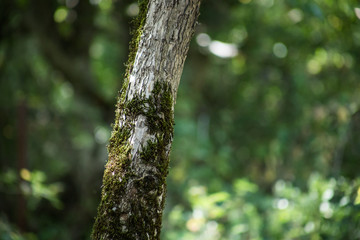 Obraz premium Leaves twigs green and yellow color beautiful background. Summer forest. Nature of Azerbaijan close up.