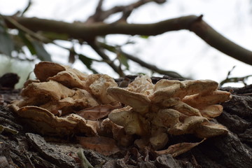 mushroom on tree