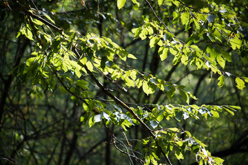 Leaves twigs green and yellow color beautiful background. Summer forest. Nature of Azerbaijan close up.