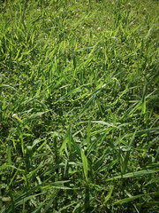 Green grass on a twilight