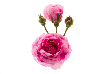 pink rose isolated