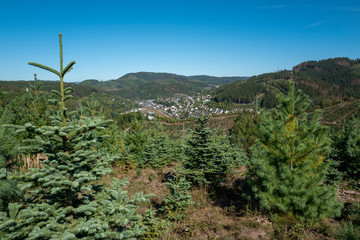 Tannenschonung im Sauerland