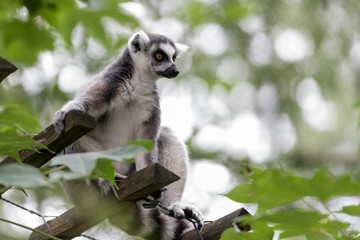 ring-tailed lemur looks around