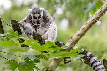 ring-tailed lemur licks his feet