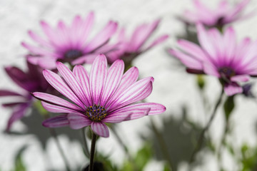 Pink weisse Bl&uuml;te in der Sonne