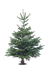 naked christmas tree isolated with white background