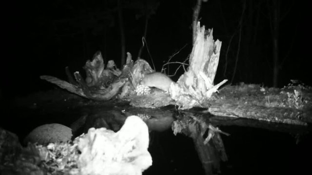 House Mouse (Mus Musculus) looking for food in the night close to water