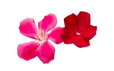 oleander flower isolated