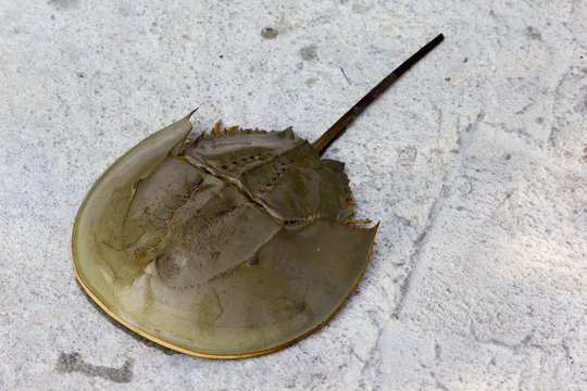 Horseshoe crab or limulus polyphemus, Malaysia, Asia