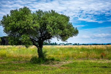 Olive trees: The 