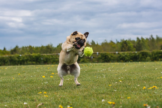 dog playing at the park with a tennis ball