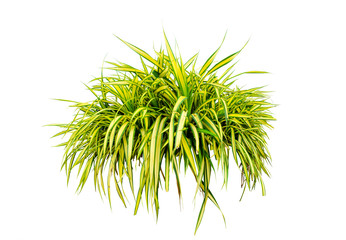 scandent shrub isolated on white