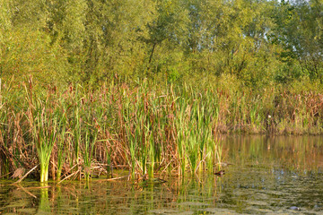 Sedge on the banks of a small river.