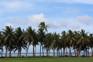 Plakat Palm tree