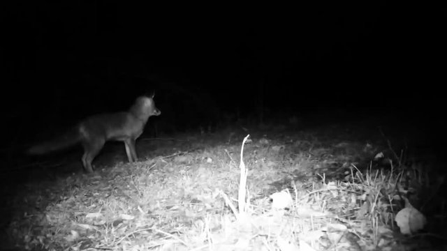 Red Fox (Vulpes Vulpes) walks in a forest in the night