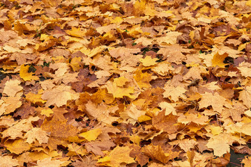 Fallen maple leaves.Yellow maple leaf mat.