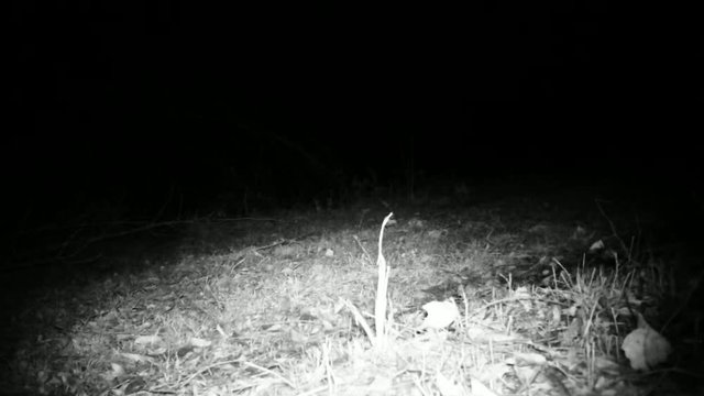 Red Fox (Vulpes Vulpes) smells the ground looking for food in the night