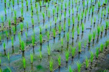 Beautiful Organic green paddy-field