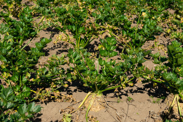 Nahaufnahme einer Sellerie (Wurzelgemüse) vom Feld. Standort: Deutschland