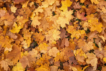 Fallen maple leaves.Yellow maple leaf mat.