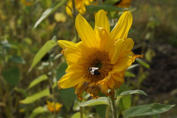 Bee on Sunflowers