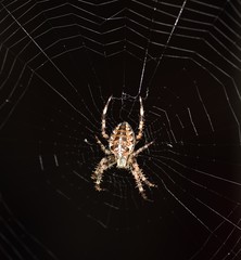 Euroopean Garden Spider on is orb-shaped web