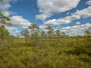Obraz premium bog view, bog pines, grass, sunny day, many clouds, beautiful glare