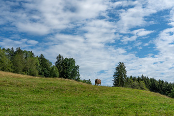 Einzelne Kuh auf der Weide