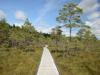 bog view, bog pines, grass, sunny day, many clouds, beautiful glare