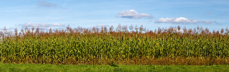 corn field - tall corn plants with green leaves, blue clear sky in background