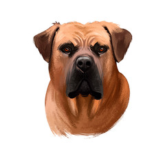 Boerboel, South African Mastiff dog digital art illustration isolated on white background. South Africa origin working farm dog, guardian dog. Cute pet hand drawn portrait. Graphic clip art design.
