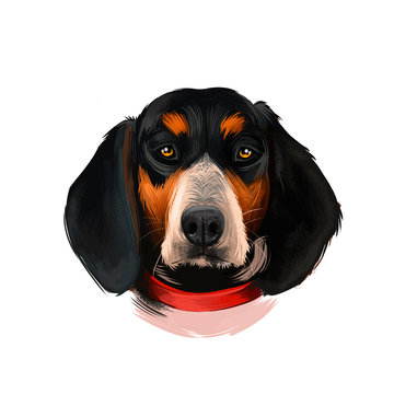 Bluetick Coonhound dog digital art illustration isolated on white background. United States origin raccoon hunting scenthound dog. Cute pet hand drawn portrait. Graphic clip art design for web, print.