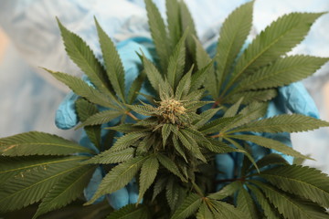 study of cannabis in a scientific laboratory growing medical marijuana