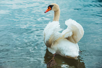 white swans in blue lake water © phpetrunina14