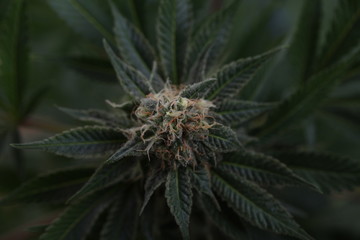 Naklejka na ściany i meble study of cannabis in a scientific laboratory growing medical marijuana