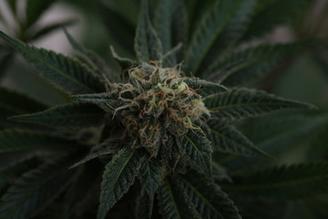 Naklejka na ściany i meble study of cannabis in a scientific laboratory growing medical marijuana