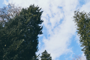 trees under a blue and cloudy sky