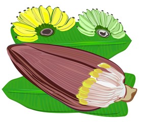 Banana blossom, part of banana flower, ingredient of local food in Asian, Thai and alternative herbs