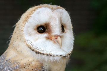 Portret kerkuil kuiken