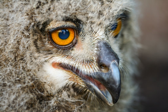 Close-up oehoe kuiken