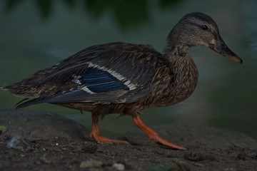 Duck at evening