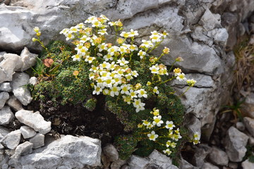saxifraga paniculata