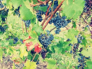 grapes on the vine